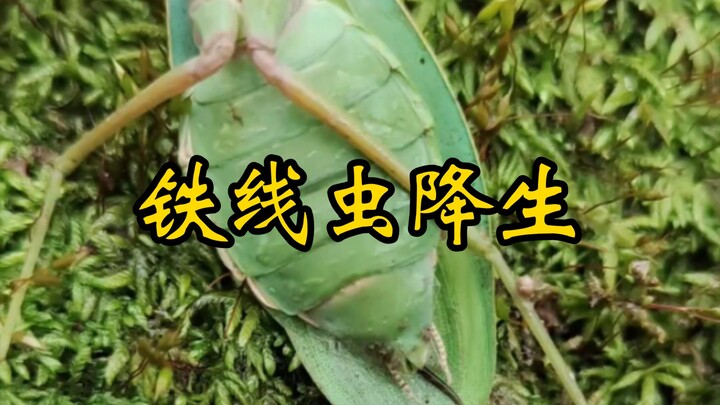Membuat cacing besi muncul dari dalam tubuh, lalu menyulingnya dengan Api Sejati Samādhi!