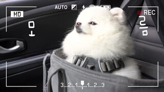 What's the dog's reaction during its first automatic car wash? ~ [HONG SNOW] [What are we moving?]
