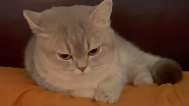 Ringkasan beberapa alasan si Babi Kecil Mi marah