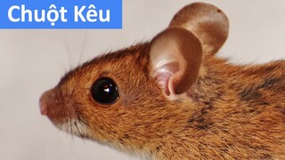 Tiếng chuột kêu dụ mèo, chuột kêu chít chít gọi bầy đàn, chuột nhắt kêu