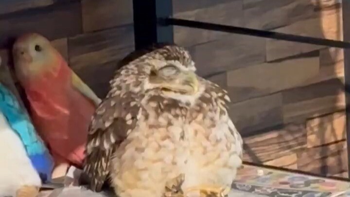 That little chick that turns into a product just by sitting there