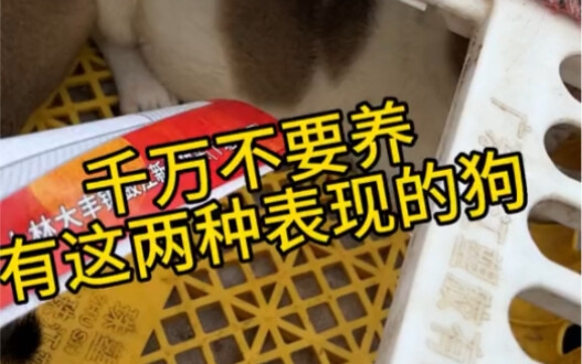 Don’t ever get this kind of dog!