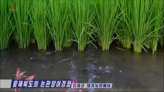 Experiência de criação de peixes em arrozais da província de Hwanghae Norte