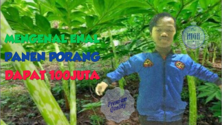 MENGUNGKAP SIAPA "ENAL" PANEN PORANG DAPAT 💯 JUTA