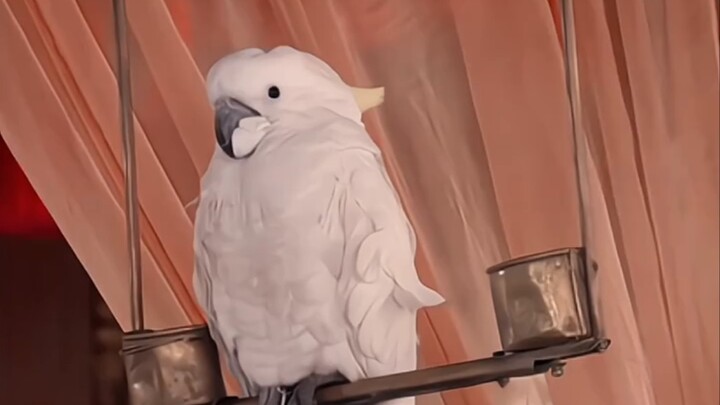 Burung kakak tua Ratu Zhenwan sepertinya belum pernah berbicara.