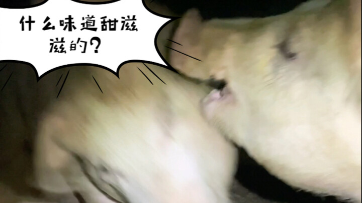 What tastes so sweet and delicious?