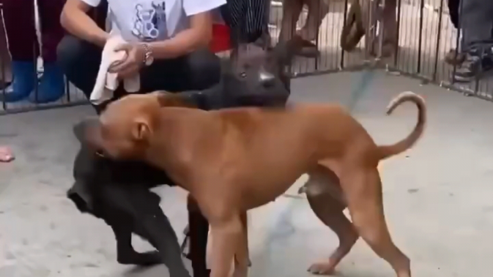 "Dogfighting Is Your Lie"