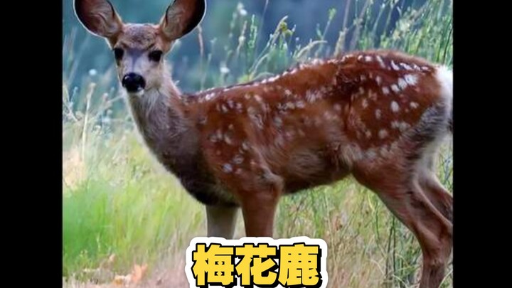 Rusa Sika: Rusa Sika di Jalan Pesisir Dalian yang sok jadi “tuan rumah”, dengan memanfaatkan statusn