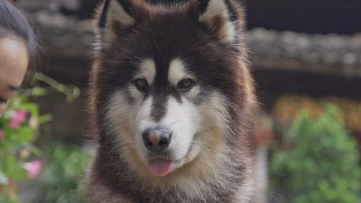 I’m just a cute little dog—what bad intentions could I possibly have? 🥺🥺