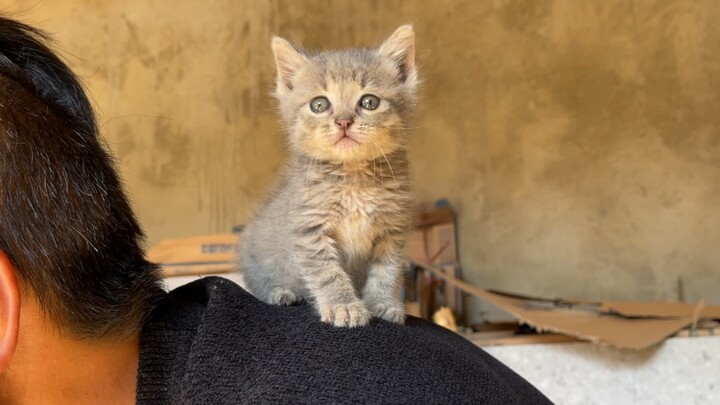 How could you not love such a cute little cat like me?