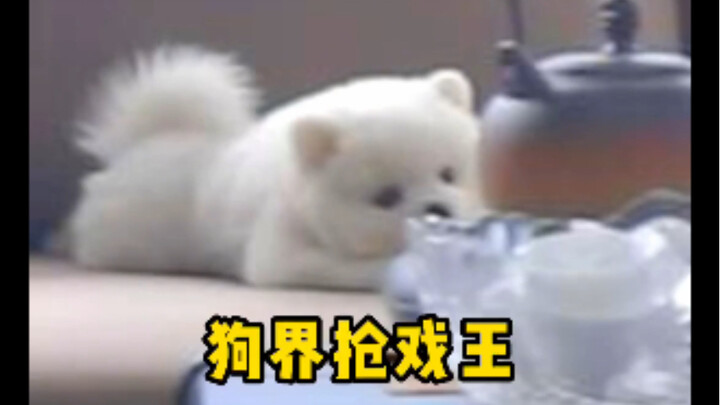 What bad intentions could a dog possibly have? It just wants to get some attention from the pretty l