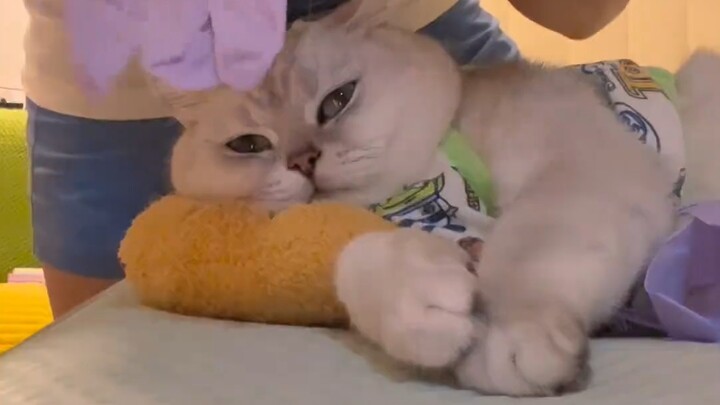 Kucing silver tabby jahat benar-benar diatur habis-habisan oleh sarung tangan ungu