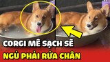 Chú chó Corgi bị bệnh SẠCH SẼ phải RỬA CHÂN mới chịu đi ngủ 😂 | Yêu Lu