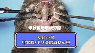 Eksklusif: Pengalaman dan Tips dalam Pengambilan dan Isolasi Kelenjar Tiroid/Paratiroid Tikus Percob