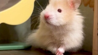 เพื่อที่จะได้กิน ชูชูก็พยายามเต็มที่!
