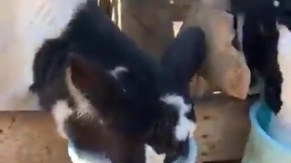 This cow is a little abnormal when drinking milk...