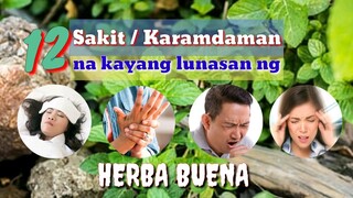 MGA SAKIT O KARAMDAMAN NA KAYANG LUNASAN NG HERBA BUENA | PEPPERMINT | HALAMANG GAMOT | Tenrou21