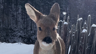 Elegant strides, wondrous beauty!