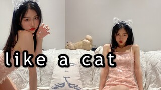 【欣怡呀】你需要宠物喵吗｜给力竖屏有求必应｜猫步轻俏