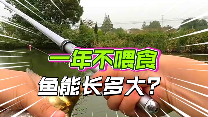 Dragon King’s Grievance Over Float Fishing for Bighead and Silver Carp: A Year-Long Field Test — How