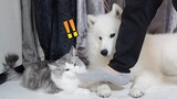 [Hewan]"Tak Sengaja" Menginjak Kaki Kucing dan Anjing