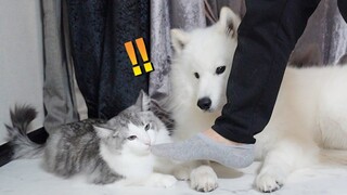 [Hewan]"Tak Sengaja" Menginjak Kaki Kucing dan Anjing