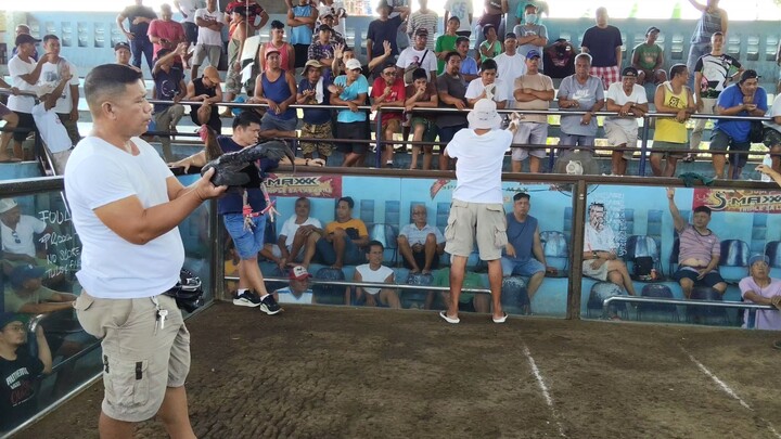 MARCH 29, 2026 2 COCK ULUTAN AT BAAO COCKPIT ARENA 2ND FIGHT - WIN (CHAMPION)