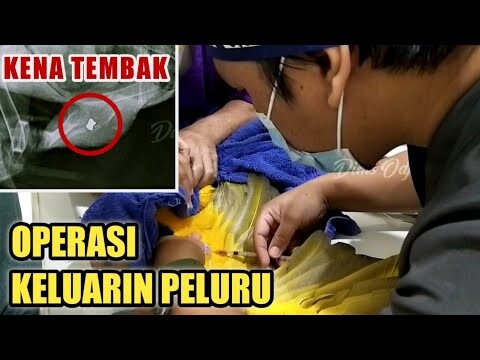 OPERASI BURUNG BLUE AND GOLD MACAW TERTEMBAK DI PAHA (BERSAMA BIRD DOCTOR INDONESIA)