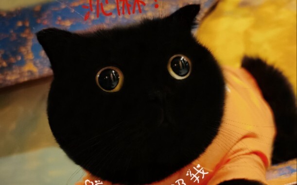 Dành cho Qian Suisui cái ôm đầu tiên của mùa thu!