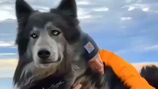 Sepasang suami istri mengambil dua anak anjing saat bepergian dan menemukan bahwa mereka sangat aman