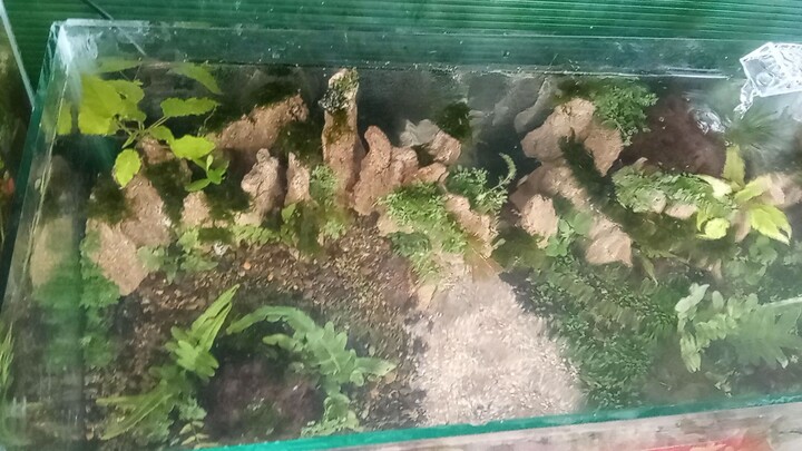 Aquascape dadakan