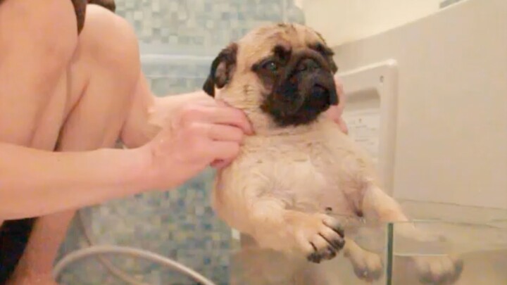 What’s it like having a pug who loves taking baths at home? Doggo: Could you scrub my back too, plea