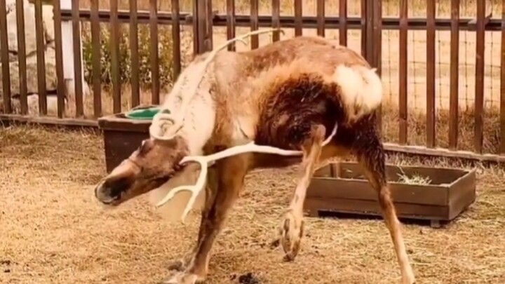 “The Absurd Behaviors of Silly Animals”