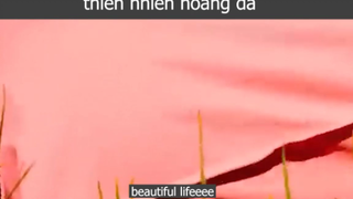 thiên nhiên hoãng da p1 #beautifullifeeee