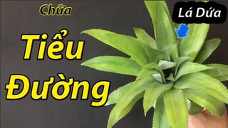 Lấy lá quả dứa và làm thế này, Tiêu Đường Tuýp 1 và Tiểu Đường Tuýp 2 nặng đến cỡ nào cũng phải khỏi