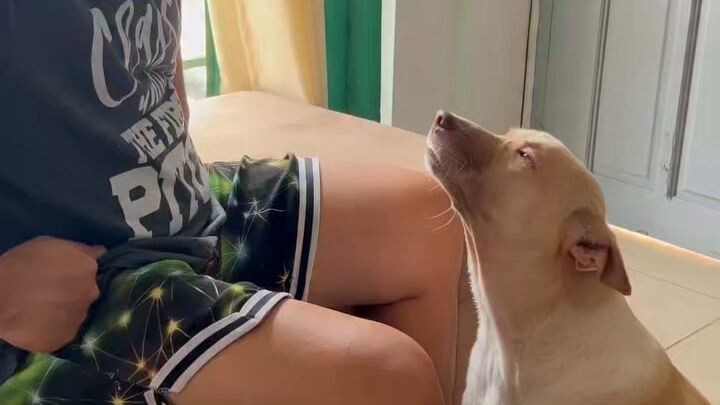 狗狗，你想说什么呀？🐶💕 WHAT DO YOU WANNA SAY DOGGIE?