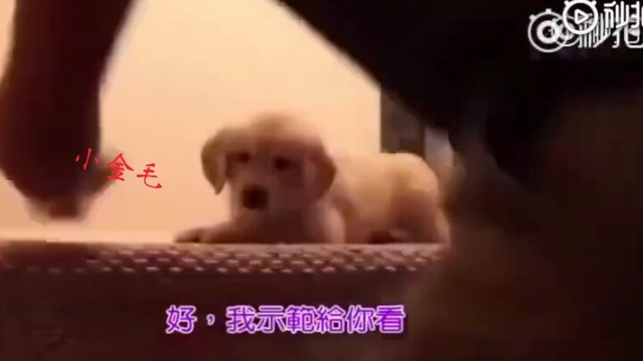 【โกลเด้นรีทรีฟเวอร์】น่ารักสุดๆ ลูกโกลเด้นไม่กล้าลงบันได พ่อต้องมาสอนเองเลย
