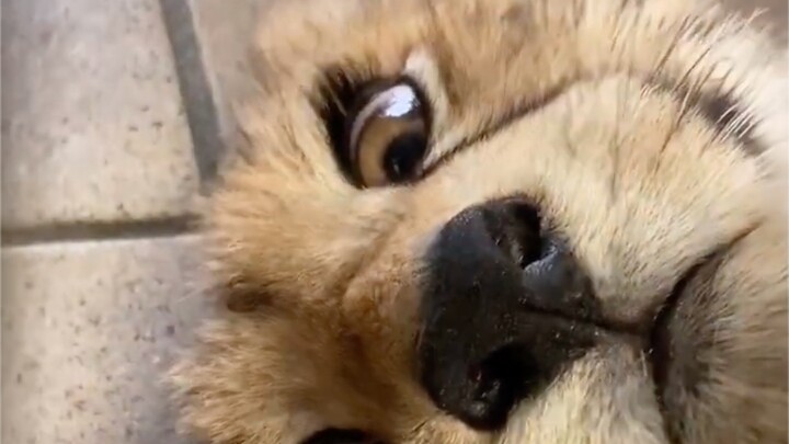 ยอดมงกุฎความหล่อในโลกแมวมาอีกแล้ว!