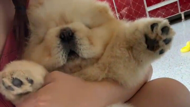 Tự tay nuôi lớn một chú cún nhỏ!