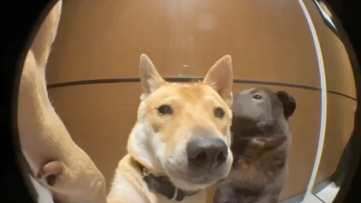 เสี่ยวหวง: ไอ้ตัวดำนี่! ผิวมันดำ! จิตใจมันก็ดำ!