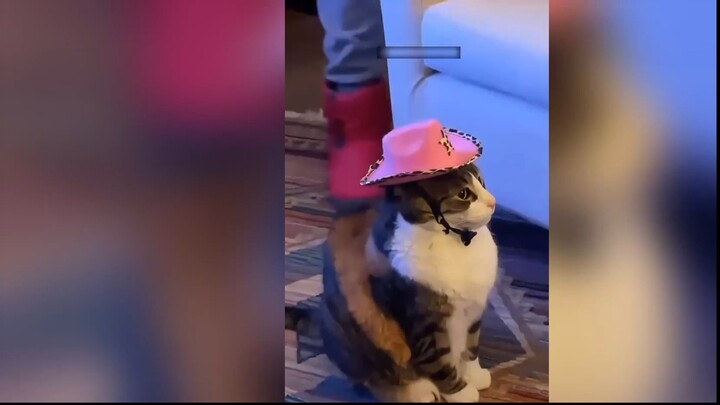 This Cat Is Too Cute! 🐱❤️