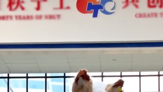 เหมียว | เหมียวกระโดดแรง