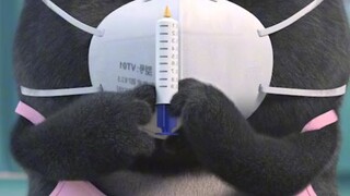 maling turok Pala😂