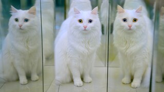 Cat's first experience with a mirror maze completely shatters its perception—seeing itself all aroun