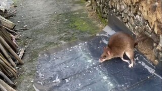 Menangkap tikus seperti ini sangat hebat!