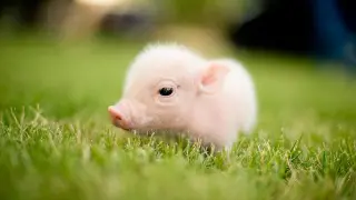 Funny and Cute Piggy - Cutest Piggy in The World