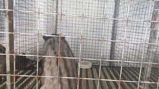 Live tream ngay2 8-9-2021 | Kỹ thuật nuôi chồn hương | Chuyện nhà nông