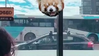 asong naiwan sa kotse busina ng busina 🤣😂