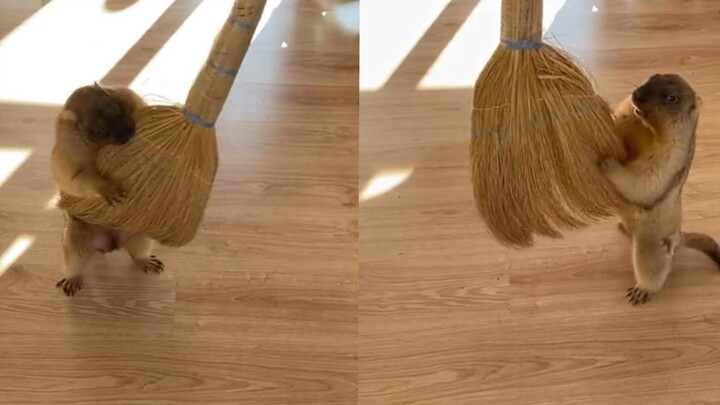 Groundhog vs. Broom: This hilarious showdown has the owner laughing nonstop!