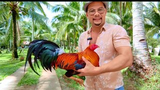 Mamimigay ako ng libreng Manok just comment, share and follow
